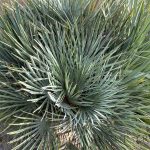 Chamaerops humilus 'Cerifera'