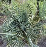Chamaerops humilus 'Cerifera' - Image 2