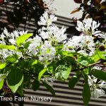 Chionanthus virginicus