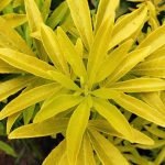 Choisya ternata 'Gold Fingers'