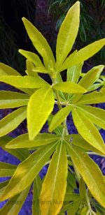 Choisya ternata 'Gold Fingers' - Image 2