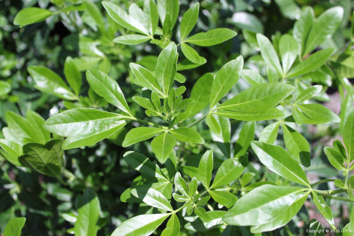 Choisya-ternata-a Choisya ternata - Image 1