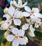 Choisya ternata - Image 3