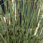 Chondropetalum tectorum 'El Campo'