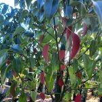 Cinnamomum camphora MULTI