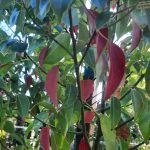 Cinnamomum camphora STD