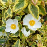 Cistus hybrid 'Little Miss Sunshine'