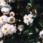 Cistus hybridus