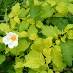 Cistus hybridus 'McGuire's Gold'