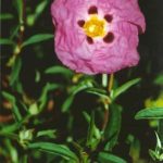 Cistus purpureus