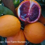 Citrus Blood Orange, Moro