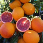 Citrus Blood Orange, Sanguinelli
