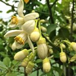 Citrus Grapefruit, Melogold