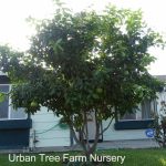 Citrus Grapefruit, Star Ruby