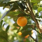 Citrus Kumquat, Fukushu