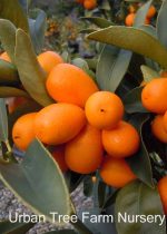 Citrus Kumquat, Nagami