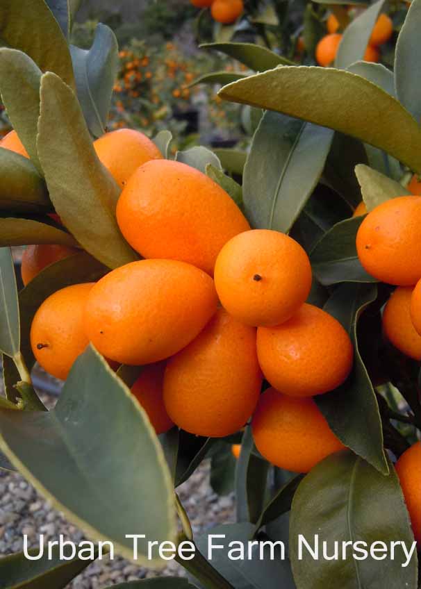 Citrus Kumquat, Nagami Urban Tree Farm Nursery