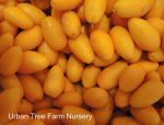 Citrus Kumquat, Nagami - Image 2