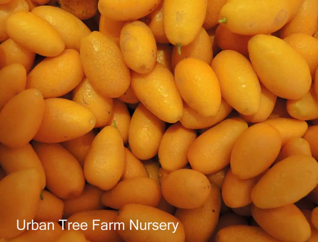 Citrus Kumquat, Nagami | Urban Tree Farm Nursery