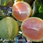 Citrus Lemon, Eureka Pink