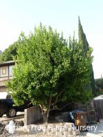 Citrus Lemon, Eureka - Image 4