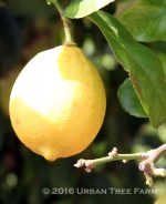 Citrus Lemon, Eureka - Image 5