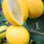 Citrus Lemon, Lisbon