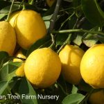 Citrus Lemon, Meyer BUSH