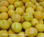 Citrus Lemon, Meyer BUSH - Image 2