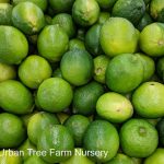 Citrus Lime, Bearss BUSH