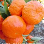 Citrus Mandarin, Dancy