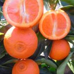 Citrus Mandarin, Page