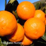 Citrus Mandarin, Pixie