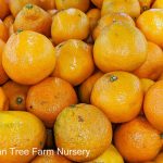Citrus Mandarin, Satsuma ESPALIER