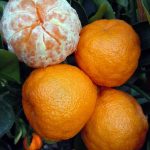 Citrus Mandarin, Tahoe Gold