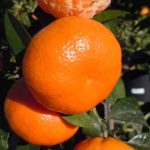 Citrus Mandarin, Tango