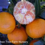 Citrus Mandarin, W. Murcott Afourer