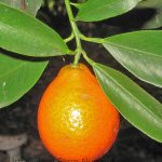Citrus Mandarinquat, Indio