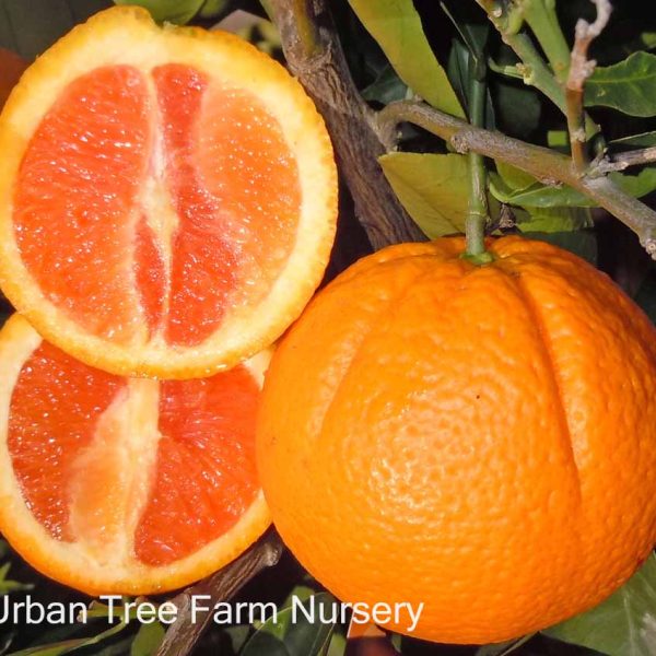 Citrus Orange Cara Cara a