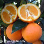Citrus Orange, Washington ESPALIER