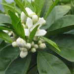 Citrus Orange, Washington