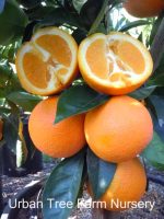 Citrus Orange, Washington - Image 2