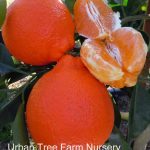 Citrus Tangelo, Minneola