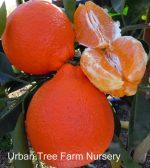 Citrus Tangelo, Minneola