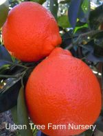 Citrus Tangelo, Minneola - Image 3