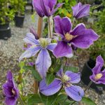 Clematis 'Arabella'