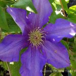 Clematis 'Ascotiensis'