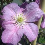 Clematis 'Comtesse de Bouchaud'