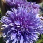 Clematis 'Diamantina'