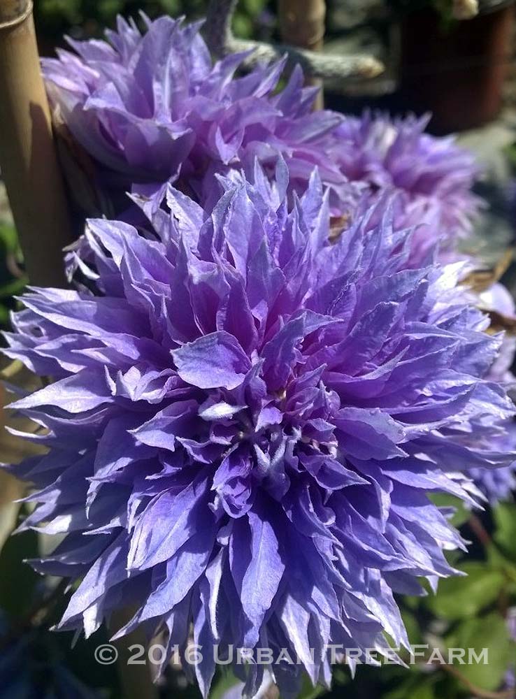 Clematis-Diamantina Clematis 'Diamantina' - Image 1